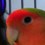 Unique, the lovebird.